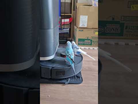 ขับรถกันมั้ยนุด ? 🐦